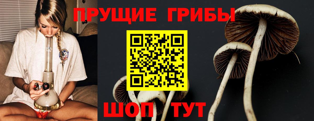 Железногорск  Псилоцибиновые грибы Psilocybe  Вход с VPN 